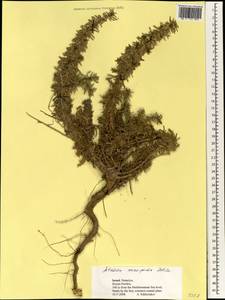 Artemisia monosperma Delile, Зарубежная Азия (ASIA) (Израиль)