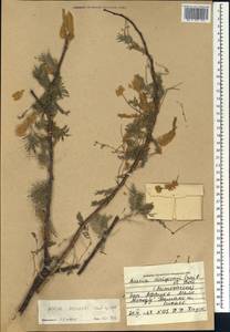 Senegalia dudgeonii (Craib ex Holland) Kyal. & Boatwr., Африка (AFR) (Мали)