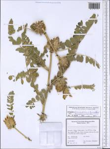 Astragalus kirrindicus Boiss., Зарубежная Азия (ASIA) (Иран)
