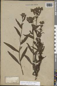 Воловик бледно-желтый M.Bieb., Восточная Европа, Молдавия (E13a) (Молдавия)