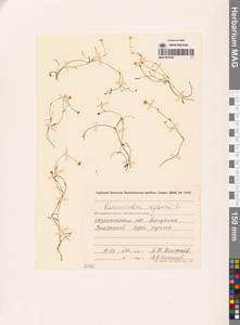 Лютик распростертый, Лютик стелющийся L., Сибирь, Чукотка и Камчатка (S7) (Россия)