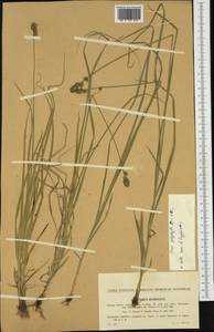 Carex leersii F.W.Schultz, nom. cons., Западная Европа (EUR) (Чехия)