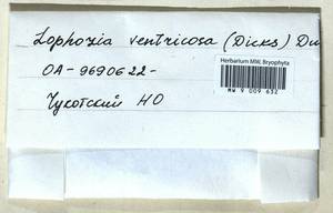 Lophozia ventricosa (Dicks.) Dumort., Гербарий мохообразных, Мхи - Чукотка и Камчатка (B21) (Россия)