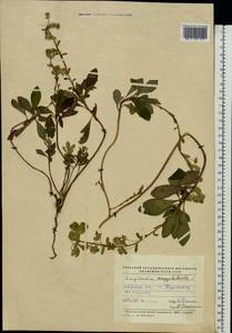 Молочай миндалевидный L., Восточная Европа, Западно-Украинский район (E13) (Украина)