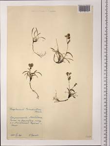 Володушка трехлучевая Adams ex Hoffm., Сибирь, Чукотка и Камчатка (S7) (Россия)