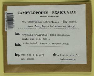 Campylopus introflexus (Hedw.) Brid., Гербарий мохообразных, Мхи - Океания (BOc) (Новая Каледония)