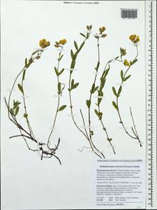 Helianthemum nummularium subsp. nummularium, Восточная Европа, Северный район (E1) (Россия)