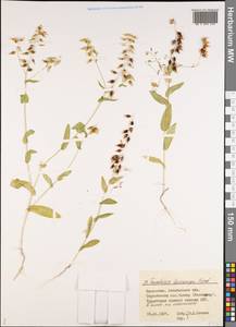 Isatis gymnocarpa (Fisch. ex DC.) Al-Shehbaz, Moazzeni & Mumm., Средняя Азия и Казахстан, Прикаспийский Устюрт и Северное Приаралье (M8) (Казахстан)