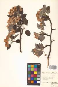 Груша обыкновенная, Груша садовая L., Восточная Европа, Центральный лесостепной район (E6) (Россия)