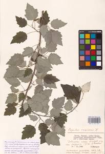 Populus × canescens (Aiton) Sm., Восточная Европа, Литва (E2a) (Литва)