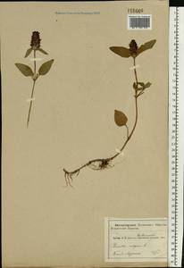 Черноголовка обыкновенная L., Восточная Европа, Центральный район (E4) (Россия)