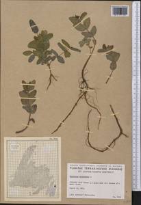 Triadenum virginicum (L.) Raf., Америка (AMER) (Канада)