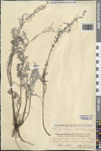 Полынь австрийская Jacq., Восточная Европа, Северо-Украинский район (E11) (Украина)