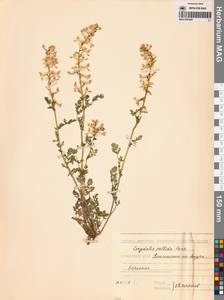 Corydalis pallida (Thunb.) Pers., Сибирь, Дальний Восток (S6) (Россия)