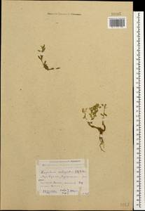 Клоповник полевой, Кресс полевой (L.) W.T.Aiton, Кавказ, Дагестан (K2) (Россия)