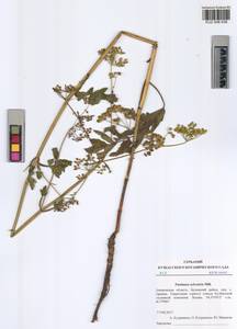 Pastinaca sativa var. sylvestris (Mill.) DC., Сибирь, Алтай и Саяны (S2) (Россия)