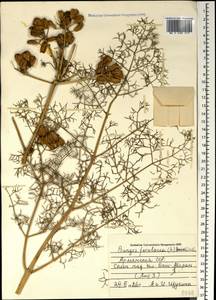 Прангос феруловидный (L.) Lindl., Кавказ, Армения (K5) (Армения)