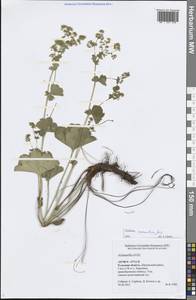 Манжетка сарматская Juz., Восточная Европа, Центральный район (E4) (Россия)