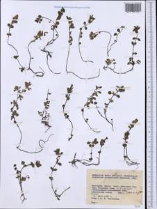 Lamiaceae, Западная Европа (EUR) (Болгария)