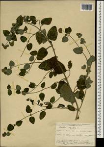 Мята водяная L., Зарубежная Азия (ASIA) (Турция)