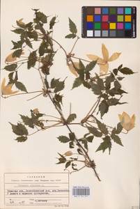 Княжик сибирский (L.) Mill., Восточная Европа, Восточный район (E10) (Россия)