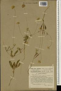 Lomelosia palestina (L.) Raf., Зарубежная Азия (ASIA) (Израиль)