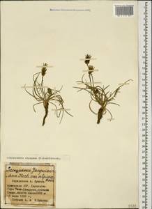 Podospermum alpigenum C. Koch, Кавказ, Армения (K5) (Армения)