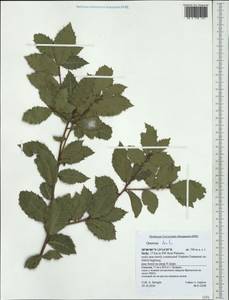 Quercus ilex L., Западная Европа (EUR) (Италия)