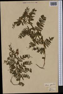 Vicia cracca subsp. incana (Gouan)Rouy, Западная Европа (EUR)