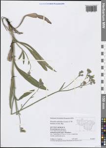 Pilosella echioides subsp. echioides, Восточная Европа, Центральный район (E4) (Россия)
