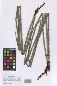Хвощ зимующий L., Восточная Европа, Московская область и Москва (E4a) (Россия)