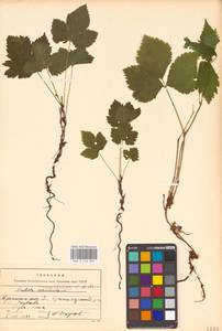 Костяника хмелелистная C.A.Mey., Восточная Европа, Северный район (E1) (Россия)