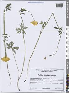 Купальница сибирская Schipcz., Сибирь, Якутия (S5) (Россия)