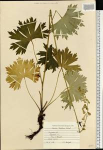 Aconitum lycoctonum subsp. lasiostomum (Rchb.) Warncke, Восточная Европа, Центральный район (E4) (Россия)