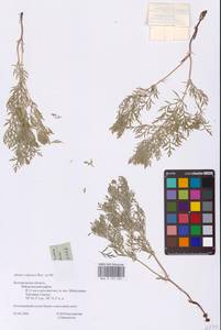 Горицвет волжский, Адонис волжский DC., Восточная Европа, Центральный лесостепной район (E6) (Россия)