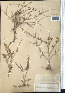 Курчавка отогнутая Lam., Средняя Азия и Казахстан, Муюнкумы, Прибалхашье и Бетпак-Дала (M9) (Казахстан)