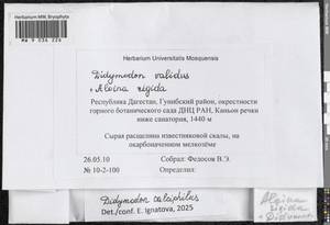 Didymodon calciphilus Ignatova & Ignatov, Гербарий мохообразных, Мхи - Северный Кавказ и Предкавказье (B12) (Россия)