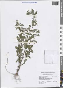 Euphorbia hypericifolia L., Зарубежная Азия (ASIA) (КНР)