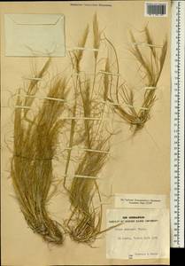 Stipellula capensis (Thunb.) Röser & Hamasha, Африка (AFR) (Египет)
