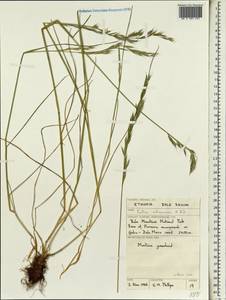 Festuca abyssinica A.Rich., Африка (AFR) (Эфиопия)