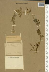 Сердечник горький L., Восточная Европа, Восточный район (E10) (Россия)