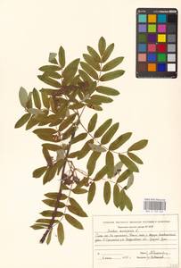 Рябина обыкновенная L., Восточная Европа, Восточный район (E10) (Россия)