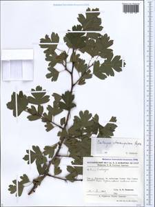 Crataegus ambigua subsp. ambigua, Кавказ, Армения (K5) (Армения)