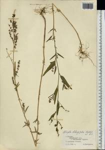 Лебеда продолговатолистная Waldst. & Kit., Восточная Европа, Московская область и Москва (E4a) (Россия)