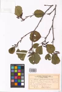 Ольха клейкая, Ольха черная (L.) Gaertn., Восточная Европа, Московская область и Москва (E4a) (Россия)