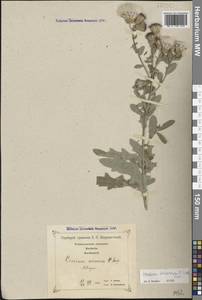 Cirsium arvense var. vestitum Krock. ex Wimm. & Grab., Кавказ, Грузия (K4) (Грузия)