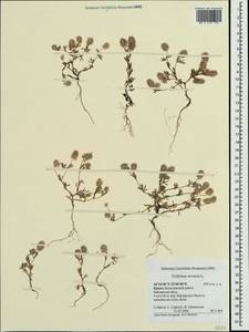 Клевер пашенный L., Крым (KRYM) (Россия)