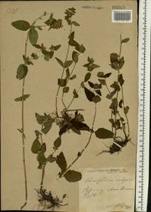 Пахучка обыкновенная L., Восточная Европа, Центральный лесостепной район (E6) (Россия)