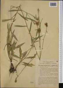Centaurea nigrescens subsp. pinnatifida (Fiori) Dostál, Западная Европа (EUR) (Италия)