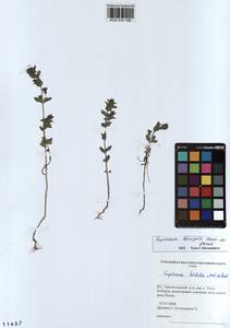 Euphrasia ×vernalis List, Сибирь, Алтай и Саяны (S2) (Россия)